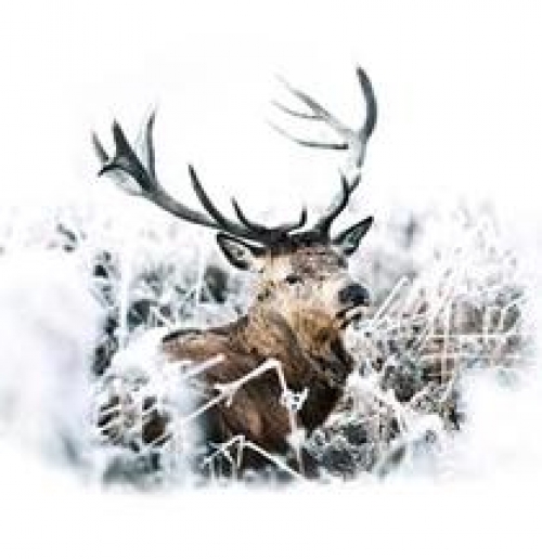 KHO BÁU TRONG CON HƯƠU KHO BÁU TRONG CON HƯƠU