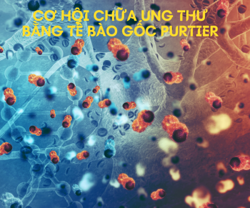 Cơ hội cứu bệnh nhân ung thư bằng liệu trình tế bào gốc purtier? Cơ hội cứu bệnh nhân ung thư bằng liệu trình tế bào gốc purtier?