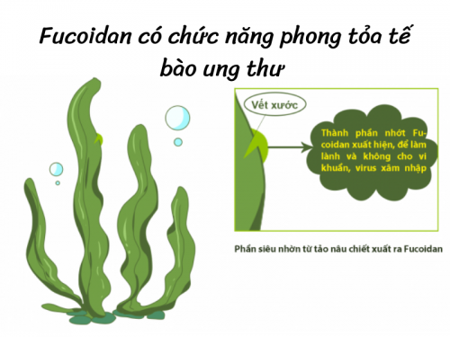 Chất Fucoidan là gì nguồn gốc của Fucoidan Chất Fucoidan là gì nguồn gốc của Fucoidan
