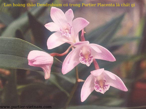 Chất Dendrobium có trong Purtier Placenta là chất gì Chất Dendrobium có trong Purtier Placenta là chất gì
