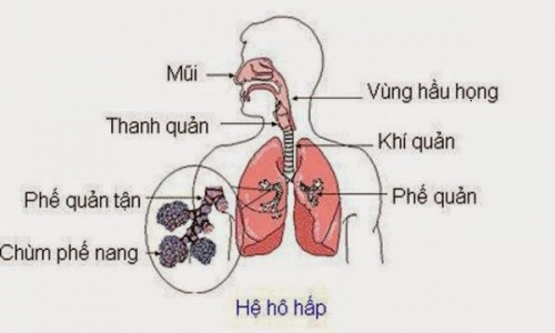 Nhiễm trùng đường hô hấp trên là một hội chứng hay gặp có thể khiến bạn tử vong Nhiễm trùng đường hô hấp trên là một hội chứng hay gặp có thể khiến bạn tử vong